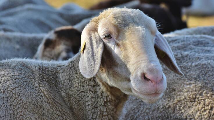 Francisco Torregrosa, alcalde de Benamaurel