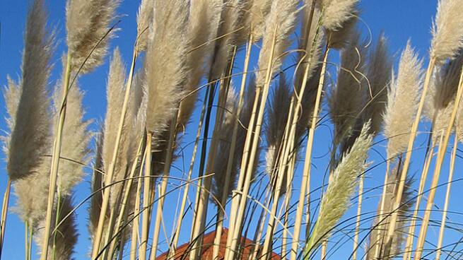 Jaime Fagundez, investigador de biología de la facultad de ciencias de la UDC