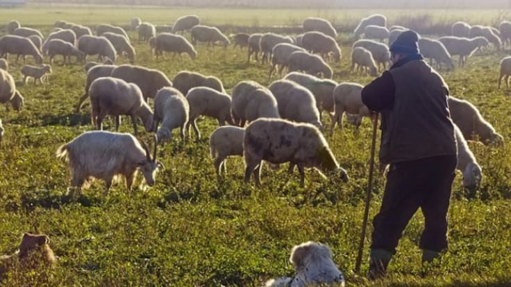 La vida del pastor en el campo y la cultura popular ganadera de Cuenca