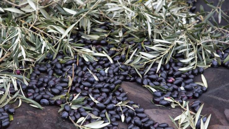 Gustavo Ródenas confirma peores previsiones con una preocupante reducción de la cosecha de aceituna en Granada