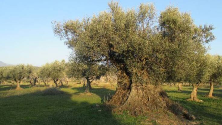 Carlos Domínguez y la D.O.P. Aceite del Somontano