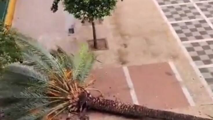 "¡Se ha caído la palmera!": la narración más viral del temporal Aline