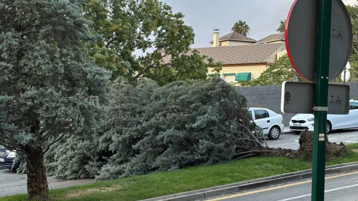 Medidas en Granada tras temporal de viento, según la alcaldesa Marifrán Carazo