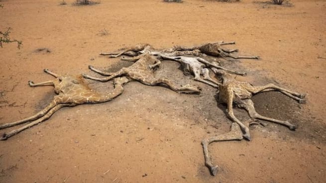 Las jirafas ya están en peligro de extinción