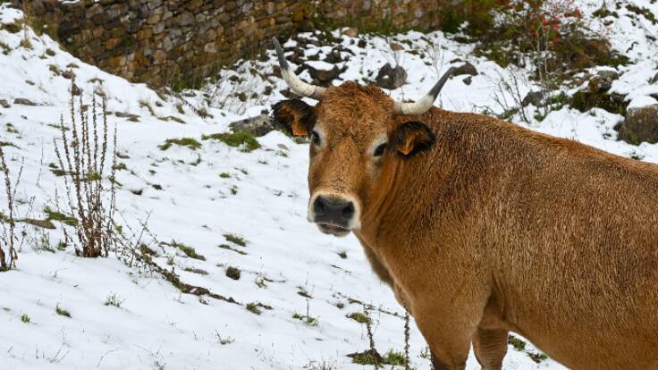 Vacapop: La aplicación donde puedes comprar un gallo, un burro o una vaca