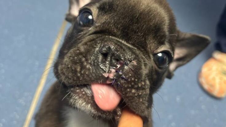 'Lordito', un cachorro de bulldog francés de solo tres meses que ha tenido que pasar por el quirófano en Ibiza