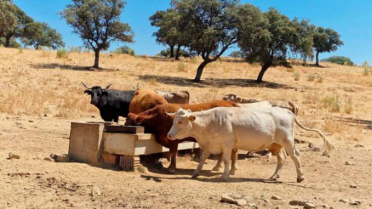 El campo sufre las consecuencias de la pertinaz seguía