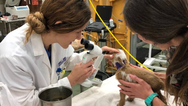 Pilar Camacho, una algecireña oftalmóloga veterinaria en Estados Unidos