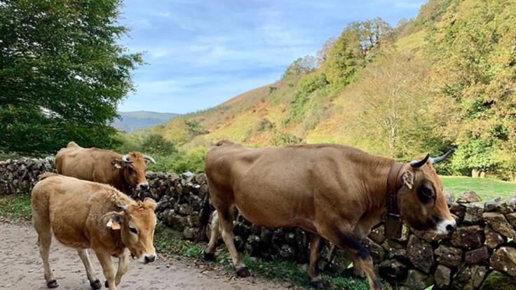 Pablo Palencia, consejero de ganadería sobre las ayudas