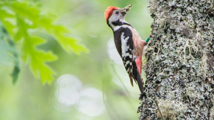 León, hacia rutas salvajes: el pájaro carpintero como medidor de la salud de los bosques leoneses (21/11/2023)