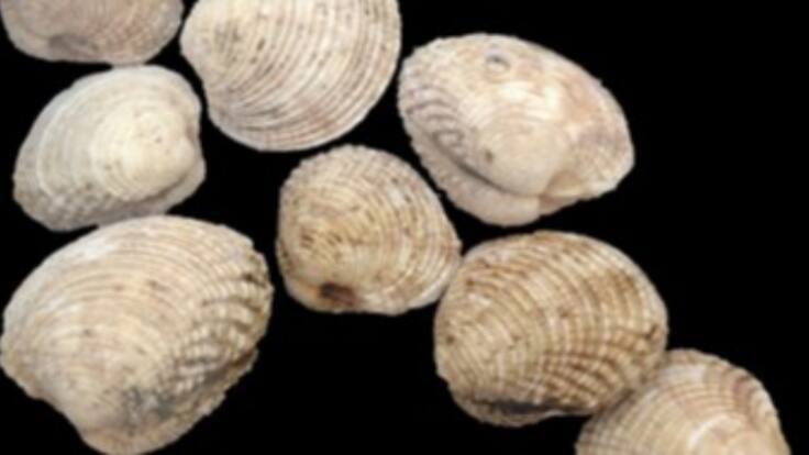 Ses veus de la mar. Recordant a Miquel Ferrà (Xenflis)