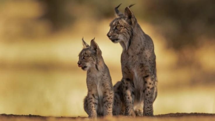 El lince ibérico, un atractivo turístico en Ciudad Real