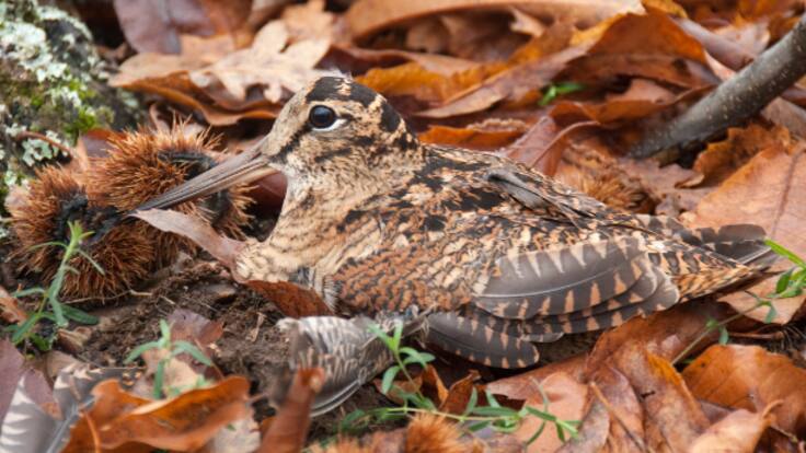 León, hacia rutas salvajes: el vuelo leonés de la becada (19/12/2023)