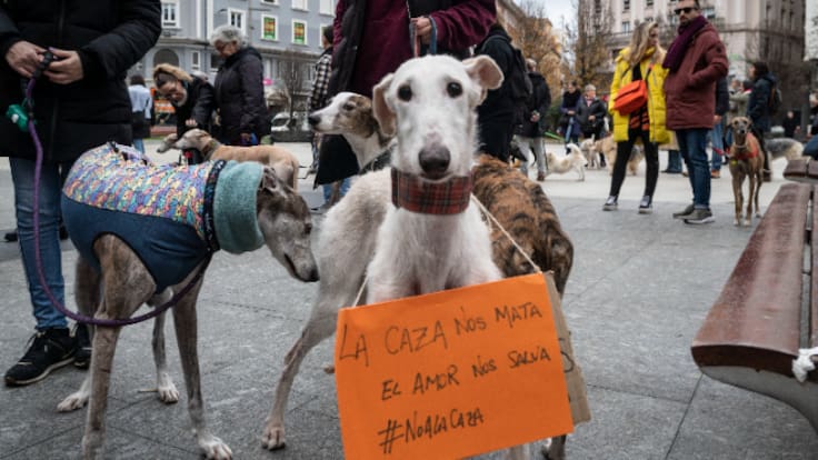 REPORTATGE. La nova llei de benestar animal: desprotegeix els gossos de caça?