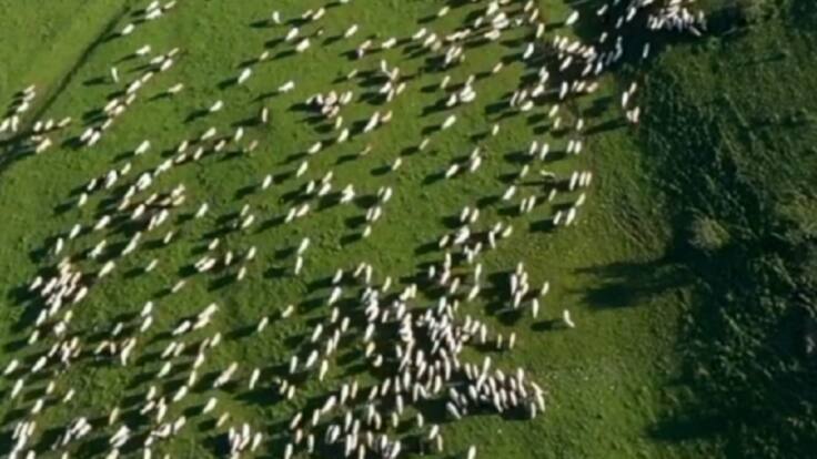 El rebaño desde el cielo