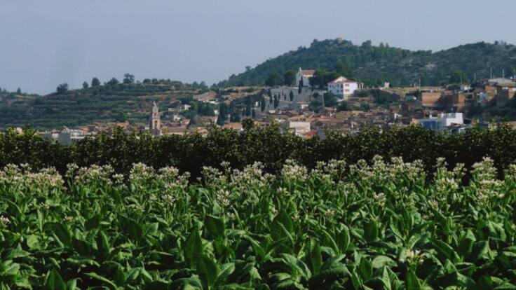 ¿Qué contendrá el "diccionario navarresino"? Lo descubrimos con el gestor cultural de Navarrés, Mario Calabuig