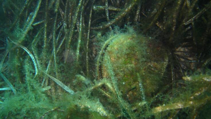 La nacra continúa en peligro de extinción en el Mediterráneo