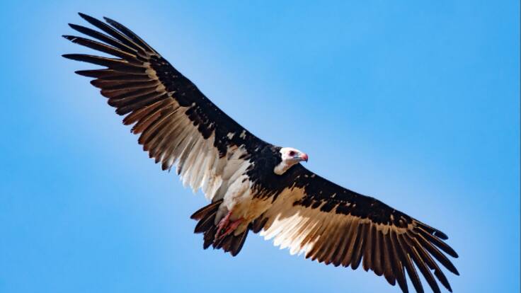 Aprender a identificar aves en un lugar de la Ribera que las ama