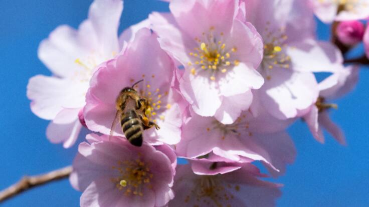 Reportatge de l'Aquí Catalunya | Comença la primavera i enguany el pol·len tindrà més força