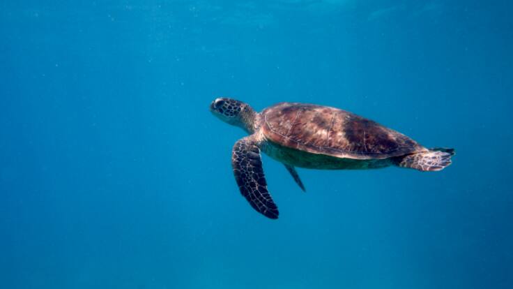 El Bioparc Acuario de Gijón inaugura en sus instalaciones el Centro de Apoyo del varamiento