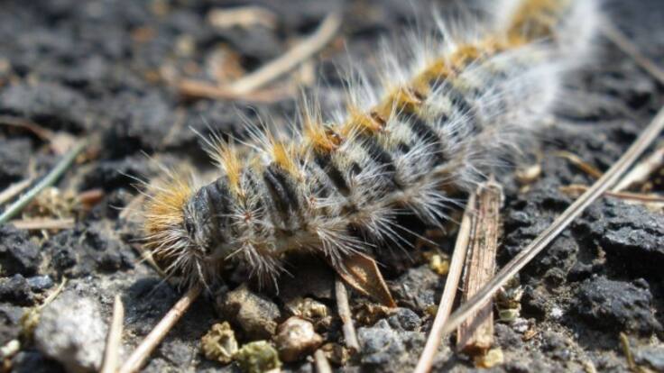 La oruga procesionaria ya campa por montes y jardines: sus peligros y cómo se puede combatir