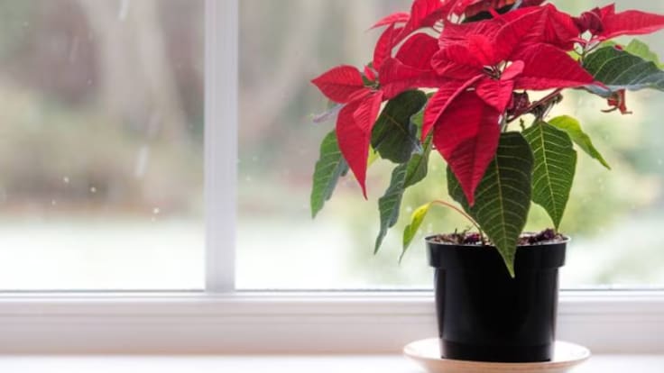 Raíces y consultorio