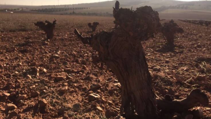 La Primera Llamada con la directora general de Agricultura, María Jesús Miñana (20/04/2023)