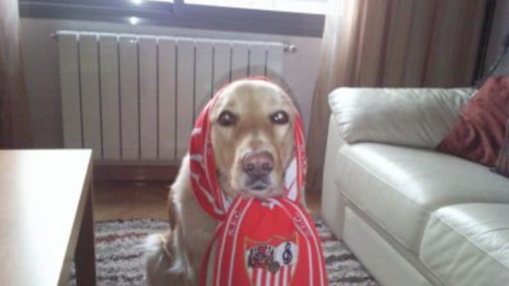 "Vino a casa a morirse y a perdonarme": la historia de Juan y su perro Trotsky