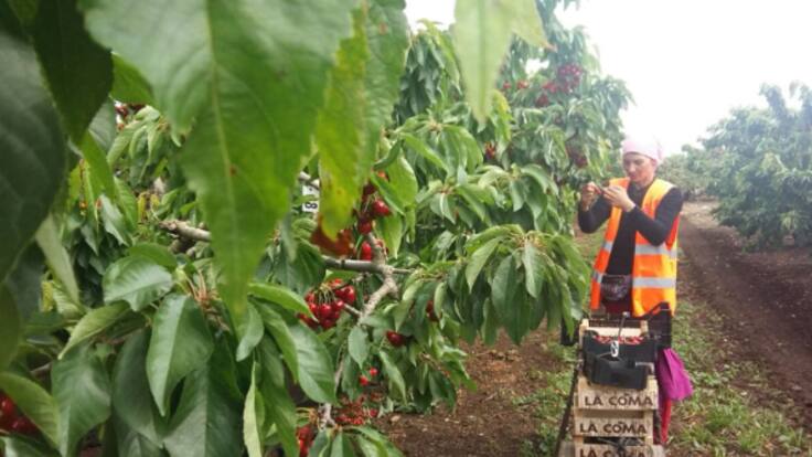¿Cómo son las condiciones laborales de las temporeras en Huelva? "Empiezan sus jornadas entre las cinco y las seis de la mañana con una linterna en la cabeza"
