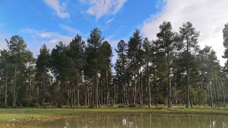 El bosque mágico de Cuenca: la Parcela de Reserva y el sumidero de Palancares