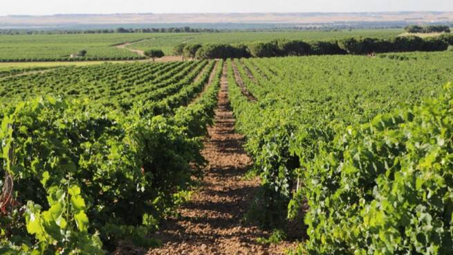 El viñedo resiste las duras condiciones climáticas: "Necesitamos que llueva de aquí a 15 días"
