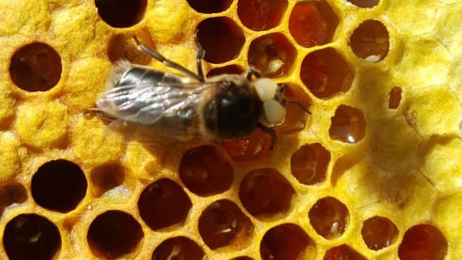 Ginés Alvarado: &quot;Los almacenes de los apicultores están llenos de miel de la cosecha del año pasado&quot;