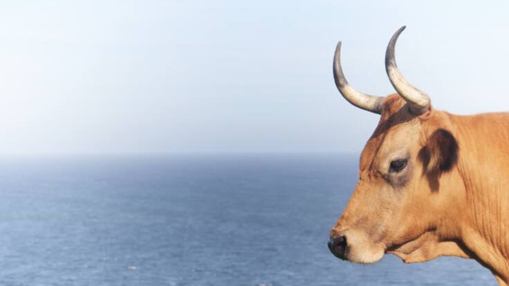 Feria San Antonio 2023 Gijón