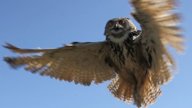 ¿Por qué el búho se llama búho? El vocabulario también brota de la naturaleza