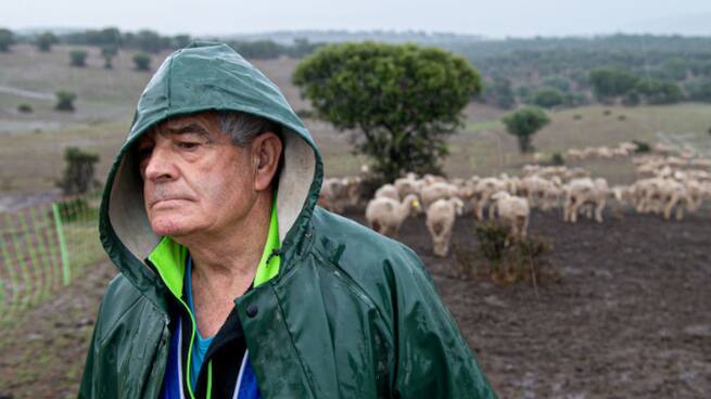 Más de 10.000 ovejas siguen atrapadas en el Valle de Alcudia a la espera de una solución