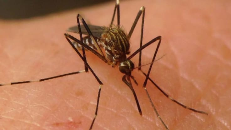 Detectado el mosquito portador del Virus del Nilo en Algeciras y Los Barrios