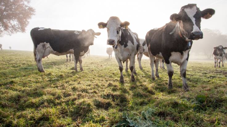 Así funciona 'Vacapop', el 'Wallapop' de los ganaderos