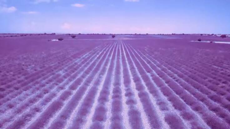 Los campos de Brihuega ya están en su esplendor
