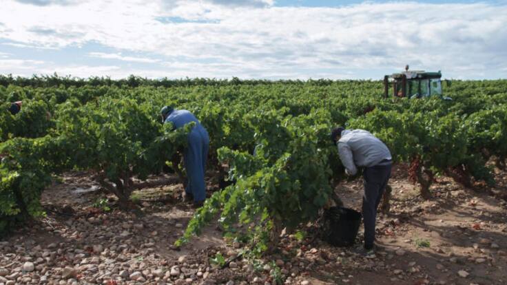 Abel Torres, gerente Viñedos de Aldeanueva, sobre el posible adelanto de la vendimia en Rioja (17/07/2023)