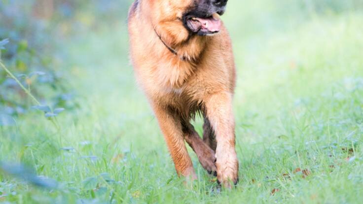 Helvetia Seguros presenta su nuevo seguro de Responsabilidad Civil para perros