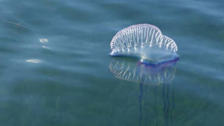 David Peinado, responsable de Cruz Roja en Cantabria