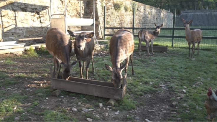 Más de medio siglo del Minizoo de La Taconera