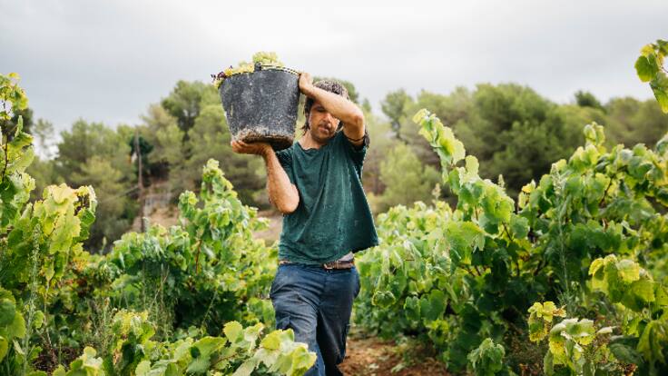 Entrevista con Abel Torres, gerente de Viñedos de Aldeanueva (01/08/2023)
