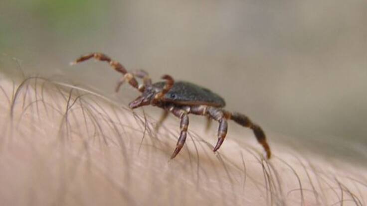 Entrevista con José Antonio Oteo, viceconsejero de Salud del Gobierno de La Rioja sobre plagas de insectos (08/08/2023)