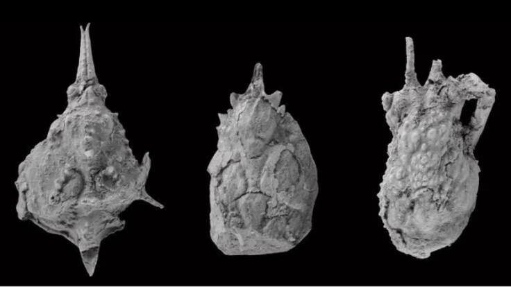 Samuel Zamora, investigador de CSIC