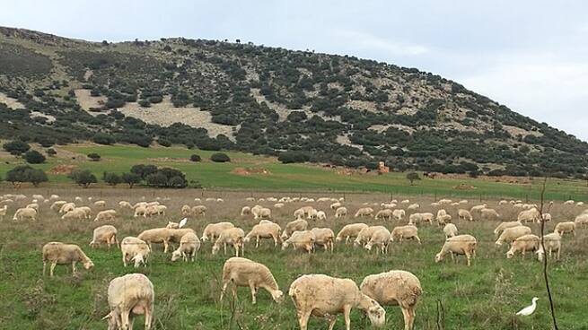 Gualda celebra los 750 años de la firma del Tratado de la Mesta