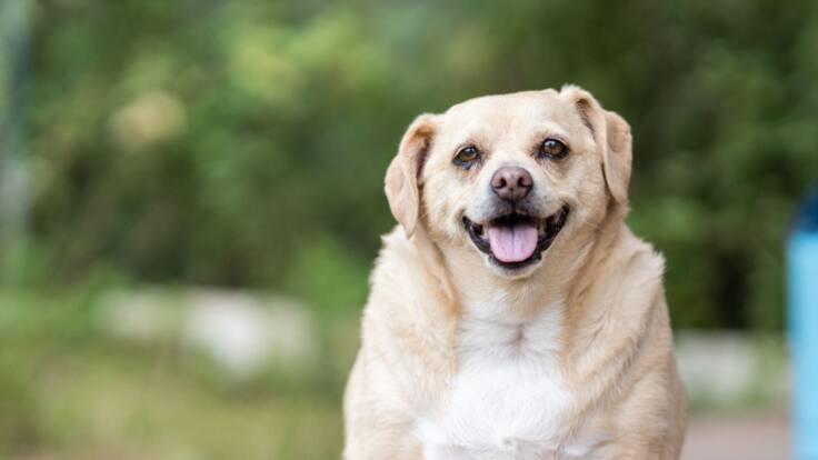 ¿Tienes perro? A partir de este mes deberá estar asegurado por obligación