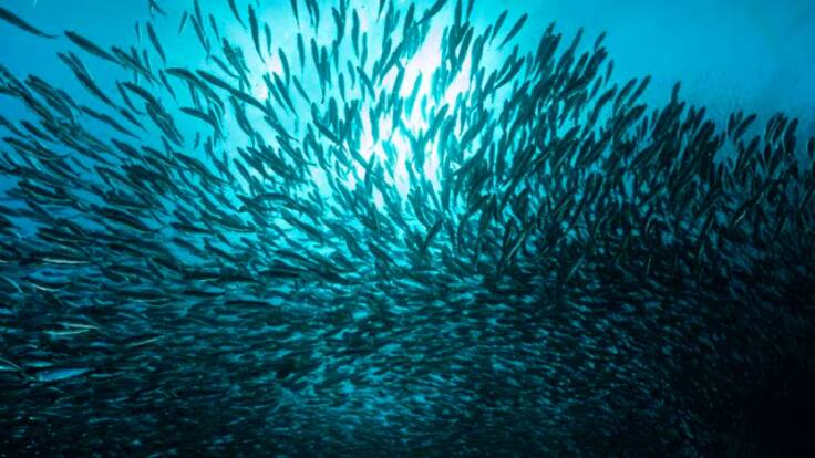 La actividad sexual de las anchoas le da a España uno de los premios científicos más disparatados: estos son los ganadores de los Ig Nobel