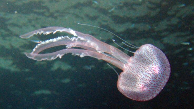 Las medusas como fuente de colágeno para avanzar en la biomedicina