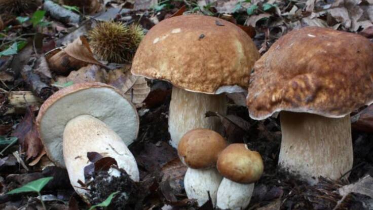 Alberto Lareo: "A primeira vez que fun apañar cogomelos acabei no hospital"